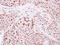 TFIIIC90 antibody, NBP2-16763, Novus Biologicals, Immunohistochemistry paraffin image 