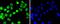 Small Ubiquitin Like Modifier 4 antibody, A06740-1, Boster Biological Technology, Immunocytochemistry image 