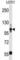 TSP3 antibody, abx030681, Abbexa, Western Blot image 