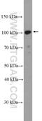 Bromodomain Containing 2 antibody, 22236-1-AP, Proteintech Group, Western Blot image 