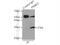 Proteasome Activator Subunit 2 antibody, 12937-2-AP, Proteintech Group, Immunoprecipitation image 