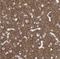Pannexin 2 antibody, NBP1-92242, Novus Biologicals, Immunohistochemistry frozen image 