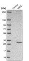 Maestro antibody, PA5-54550, Invitrogen Antibodies, Western Blot image 