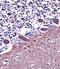 Adaptor Related Protein Complex 2 Subunit Alpha 1 antibody, LS-C156386, Lifespan Biosciences, Immunohistochemistry frozen image 