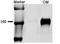 Solute Carrier Family 12 Member 1 antibody, orb67565, Biorbyt, Western Blot image 