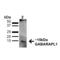 GABA Type A Receptor Associated Protein Like 1 antibody, 56570, QED Bioscience, Western Blot image 