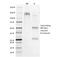 CD45RA antibody, 33-195, ProSci, Western Blot image 