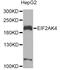 Eukaryotic translation initiation factor 2-alpha kinase 4 antibody, A12618, ABclonal Technology, Western Blot image 