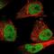 Small RNA Binding Exonuclease Protection Factor La antibody, NBP1-82851, Novus Biologicals, Immunocytochemistry image 