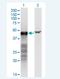 BCL2 Interacting Protein 2 antibody, H00000663-M02-100ug, Novus Biologicals, Western Blot image 