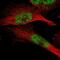 Zinc Finger And BTB Domain Containing 11 antibody, NBP1-80581, Novus Biologicals, Immunofluorescence image 