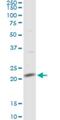 Mitochondrial Ribosomal Protein L13 antibody, H00028998-D01P, Novus Biologicals, Western Blot image 