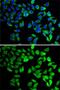 Ubiquitin Specific Peptidase 8 antibody, GTX64608, GeneTex, Immunocytochemistry image 