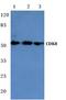 Cyclin Dependent Kinase 8 antibody, AP06697PU-N, Origene, Western Blot image 