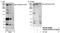 A-Kinase Anchoring Protein 9 antibody, NB100-86994, Novus Biologicals, Western Blot image 