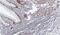 DDX39A antibody, NBP1-31407, Novus Biologicals, Immunohistochemistry frozen image 