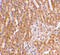 Toll Like Receptor Adaptor Molecule 2 antibody, ADI-CSA-515-E, Enzo Life Sciences, Immunohistochemistry paraffin image 