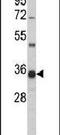 Geranylgeranyl Diphosphate Synthase 1 antibody, PA5-12168, Invitrogen Antibodies, Western Blot image 