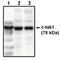 Microtubule Affinity Regulating Kinase 3 antibody, AP05080PU-N, Origene, Western Blot image 