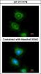 Phospholipase C-gamma-2 antibody, GTX111178, GeneTex, Immunofluorescence image 
