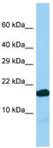 IGF Like Family Member 2 antibody, TA332341, Origene, Western Blot image 