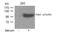 Protein Tyrosine Kinase 2 Beta antibody, 79-199, ProSci, Western Blot image 