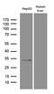 Phytanoyl-CoA Dioxygenase Domain Containing 1 antibody, LS-C800015, Lifespan Biosciences, Western Blot image 