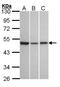 KISS1 Receptor antibody, NBP2-16724, Novus Biologicals, Western Blot image 