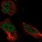 Arginyltransferase 1 antibody, NBP2-55688, Novus Biologicals, Immunofluorescence image 