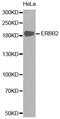 ERBB2 antibody, MBS125445, MyBioSource, Western Blot image 