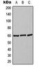Adrenoceptor Alpha 2C antibody, orb216002, Biorbyt, Western Blot image 