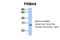 Proteasome Subunit Alpha 6 antibody, 29-295, ProSci, Western Blot image 