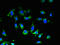 Uracil nucleotide/cysteinyl leukotriene receptor antibody, LS-C377478, Lifespan Biosciences, Immunofluorescence image 