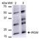 Immunity Related GTPase M antibody, PA5-77775, Invitrogen Antibodies, Western Blot image 