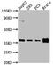 RFNG O-Fucosylpeptide 3-Beta-N-Acetylglucosaminyltransferase antibody, CSB-PA896922LA01HU, Cusabio, Western Blot image 