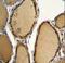 Protein Phosphatase 1 Regulatory Subunit 21 antibody, LS-C165588, Lifespan Biosciences, Immunohistochemistry frozen image 