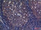 Fc Fragment Of IgA Receptor antibody, A07546, Boster Biological Technology, Immunohistochemistry paraffin image 