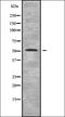 Myosin VC antibody, orb338449, Biorbyt, Western Blot image 