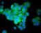 Interferon Regulatory Factor 7 antibody, NBP2-67634, Novus Biologicals, Immunocytochemistry image 