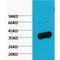 GAPDH antibody, LS-C387525, Lifespan Biosciences, Western Blot image 