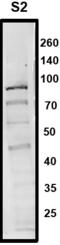 Elongation Factor For RNA Polymerase II antibody, PA5-40332, Invitrogen Antibodies, Western Blot image 
