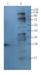 Klotho antibody, orb333711, Biorbyt, Western Blot image 