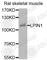 Lipin 1 antibody, A8486, ABclonal Technology, Western Blot image 