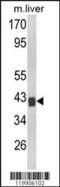 Transducer Of ERBB2, 1 antibody, MBS9213306, MyBioSource, Western Blot image 