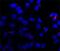 Tubulin antibody, NB600-567, Novus Biologicals, Immunofluorescence image 