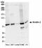 Fermitin Family Member 2 antibody, NBP2-36541, Novus Biologicals, Western Blot image 