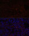 Nicotinamide N-Methyltransferase antibody, 22-396, ProSci, Immunofluorescence image 