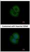 Coronin 2B antibody, NBP2-15969, Novus Biologicals, Immunocytochemistry image 