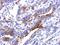 Ras Homolog Family Member F, Filopodia Associated antibody, NBP2-20157, Novus Biologicals, Immunohistochemistry paraffin image 