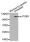Integrin Subunit Beta 3 antibody, MBS128293, MyBioSource, Western Blot image 